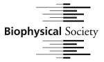 Funder: Biophysical Society Funder: Biophysical Society