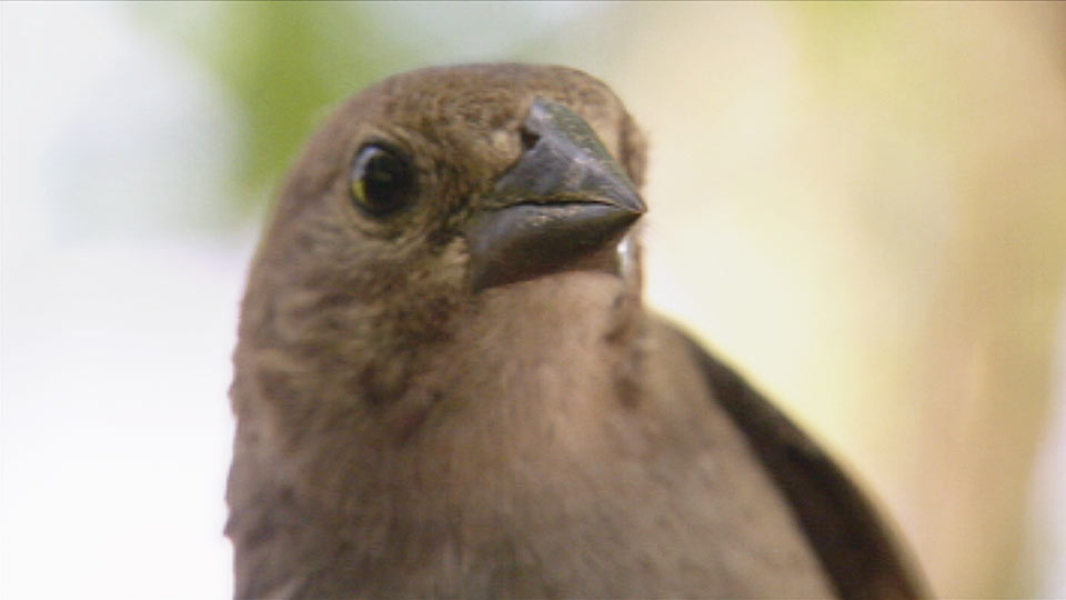 Personification: Cowbirds