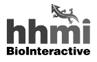 HHMI BioInteractive HHMI BioInteractive